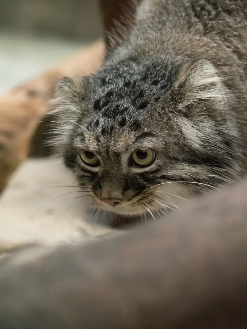 A photograph of Shafran in Ueno Zoological Gardens