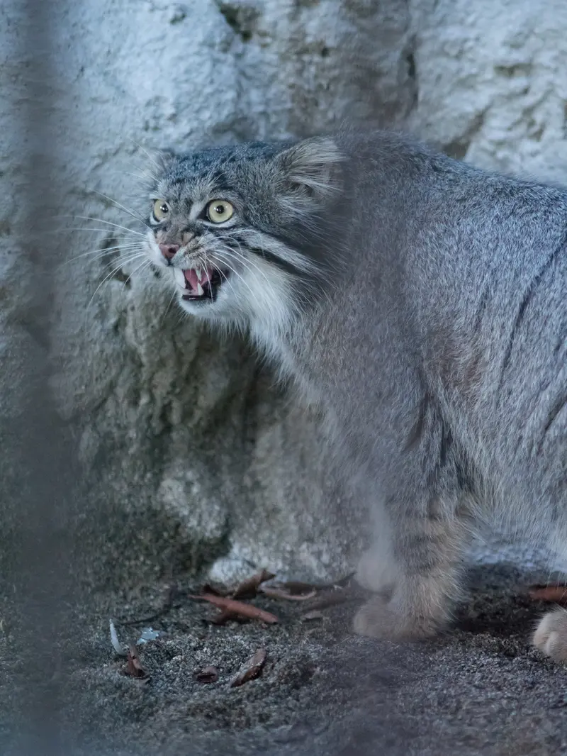 A photograph of Figa in Nogeyama Zoo