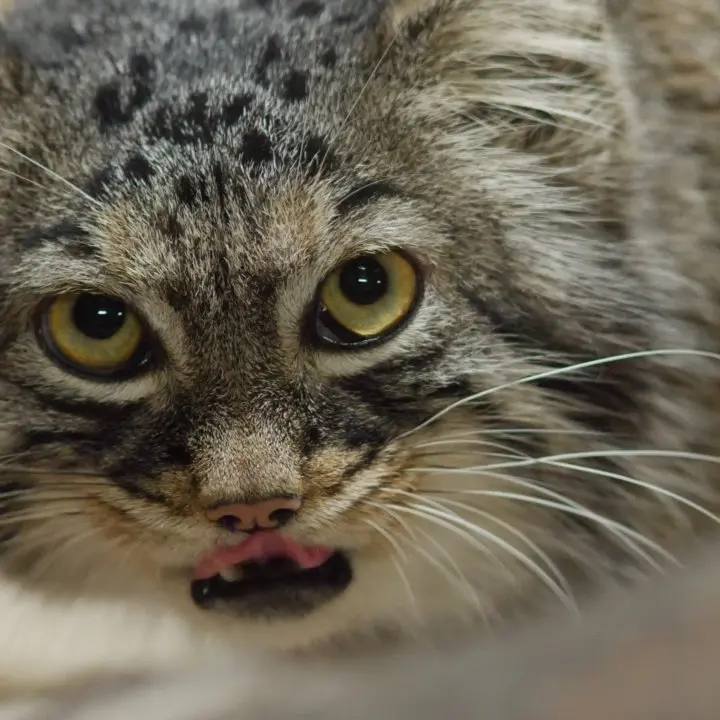 A photograph of a Pallas's cat in Ueno Zoological Gardens
