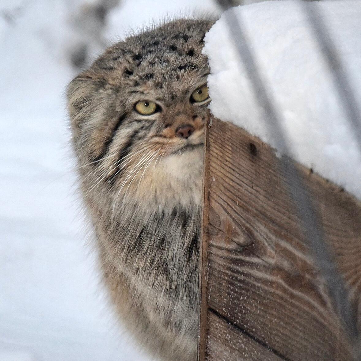 Кот манул. Снежный барс и рысь отличие. Кошки породы манул. Рысь и манул. Лесной кот манул.