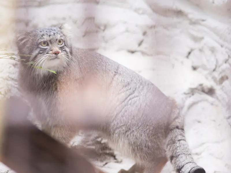 A photograph of Figa in Nogeyama Zoo