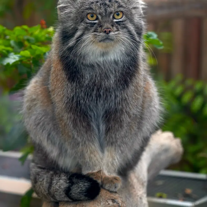 A photograph of Nar in Kobe Animal Kingdom