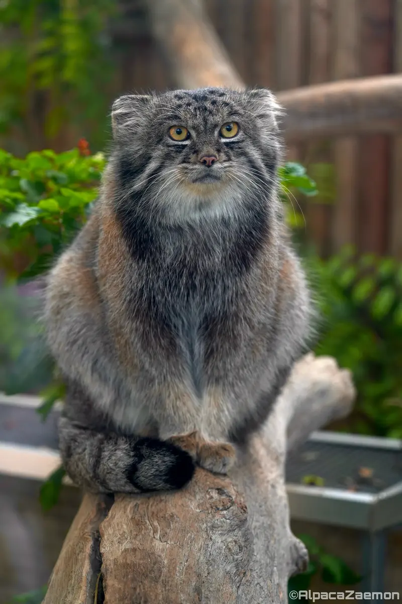A photograph of Nar in Kobe Animal Kingdom