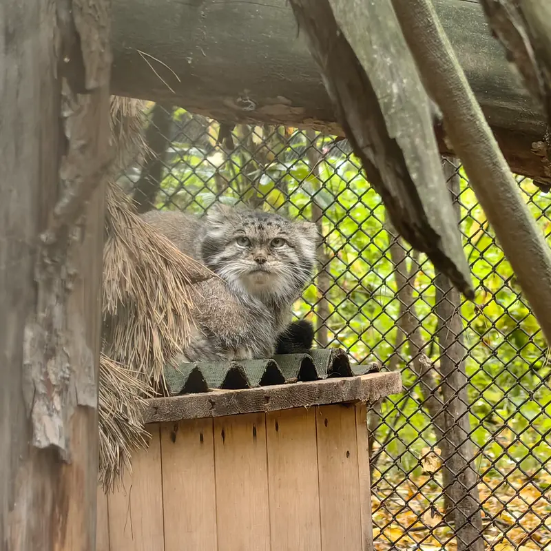 A photograph of Lastochka in Novosibirsk Zoo