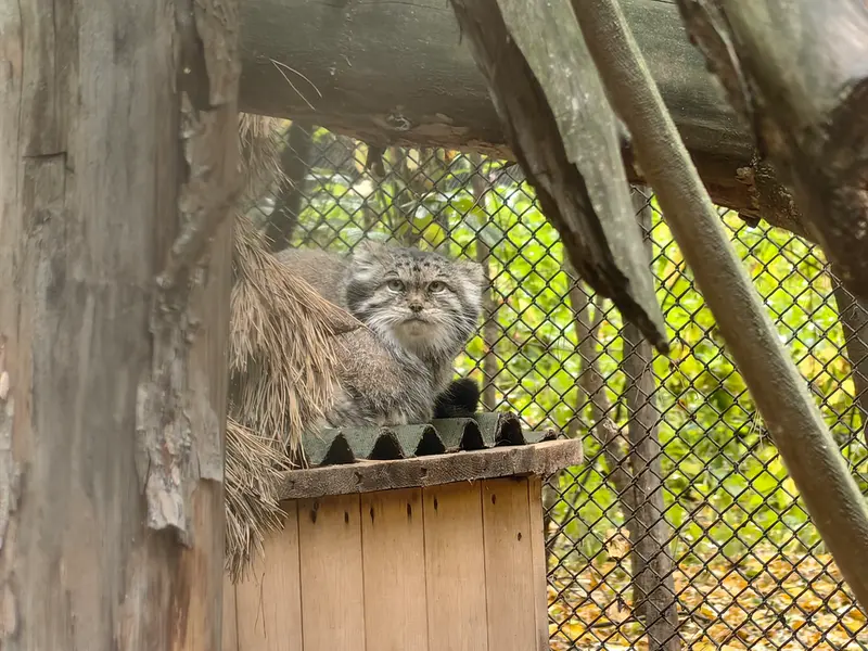 A photograph of Lastochka in Novosibirsk Zoo