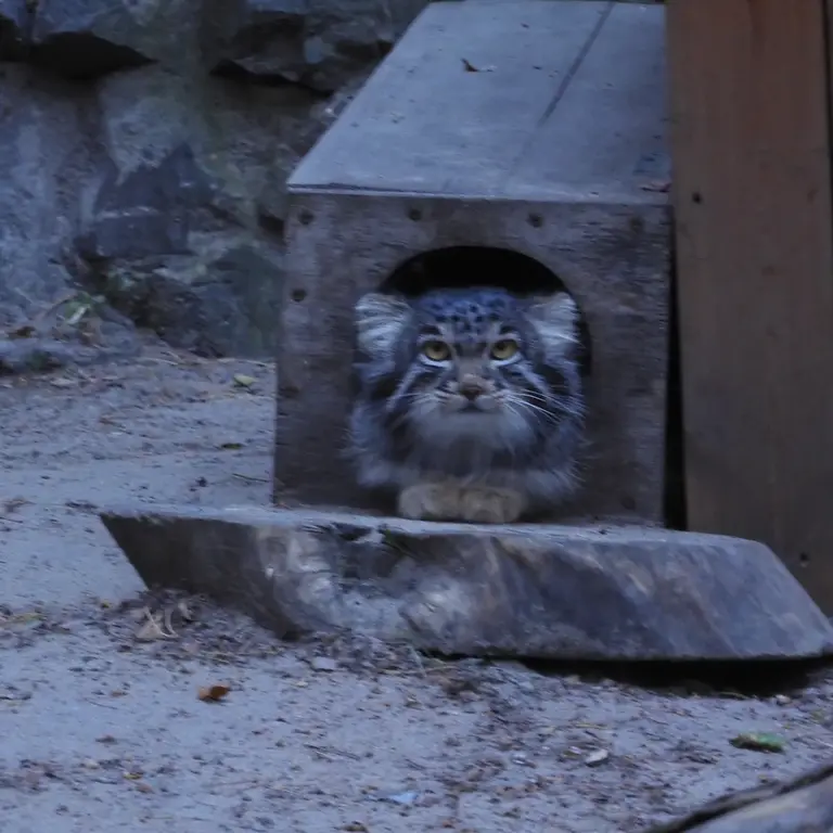 A photograph of Mensu in Novosibirsk Zoo