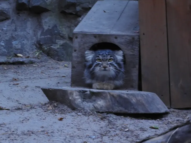 A photograph of Mensu in Novosibirsk Zoo