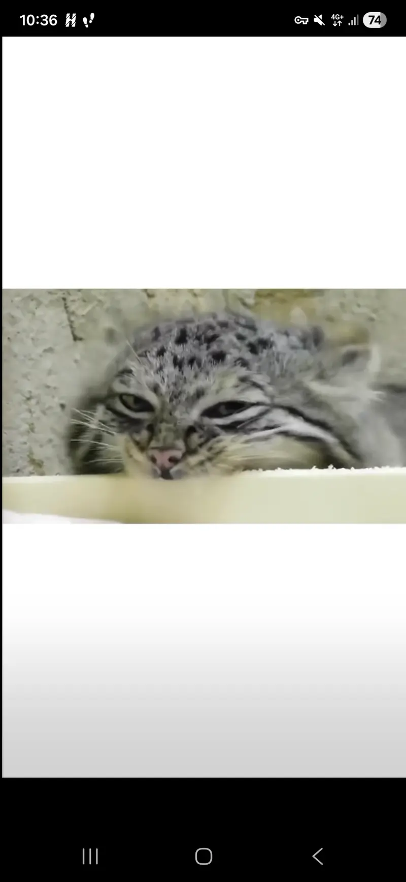 Help identify the manul kittens