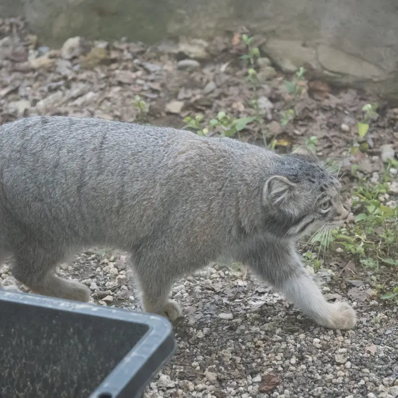 A photograph of Oto in Saitama Children's Zoo