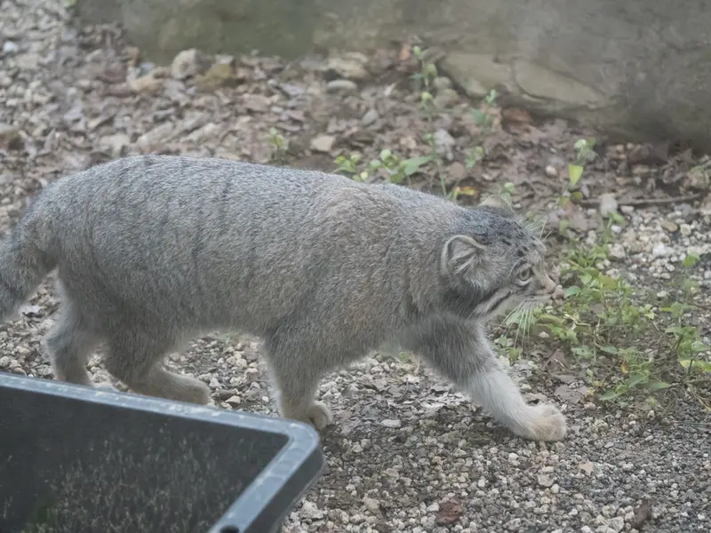 A photograph of Oto in Saitama Children's Zoo
