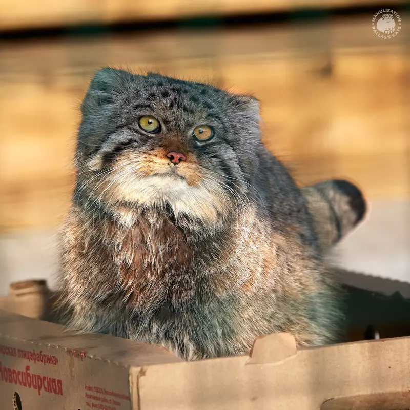 A photograph of Chip in Barnaul zoo “Lesnaya skazka”