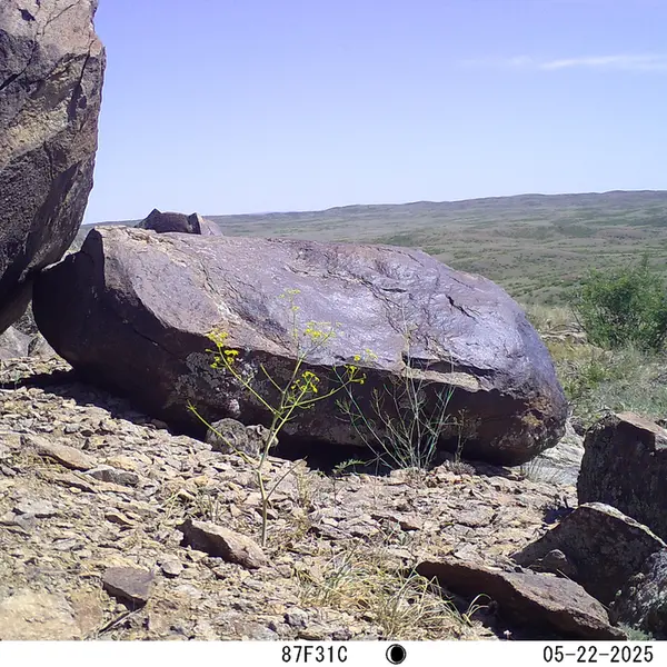 A photograph of Kazakh pika from Koshkar camera trap