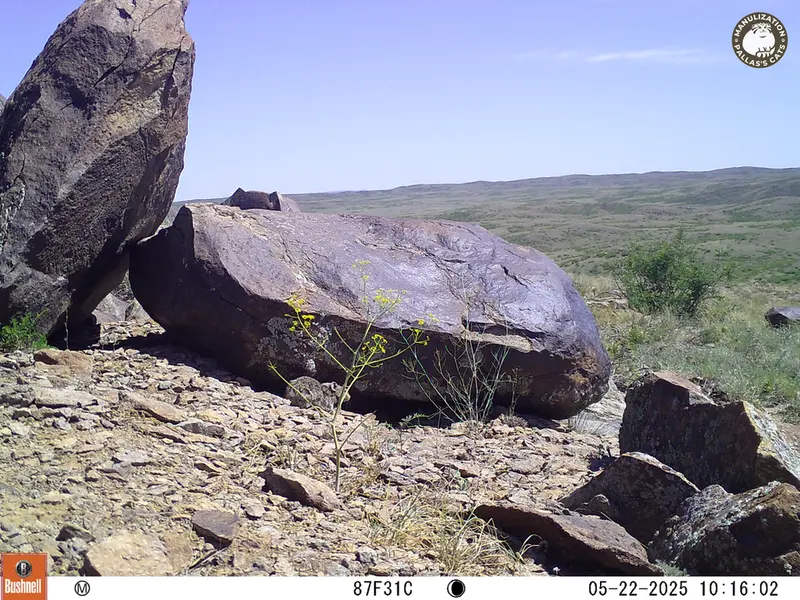 A photograph of Kazakh pika from Koshkar camera trap