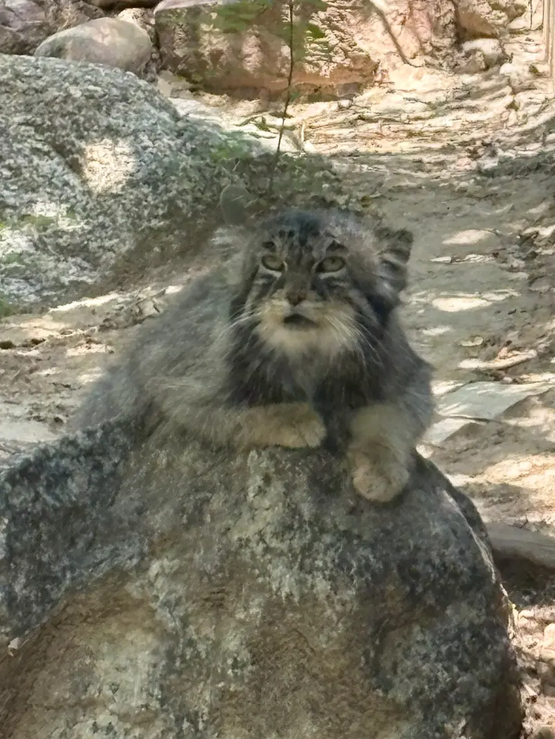A photograph of Tai Chi in Pueblo Zoo