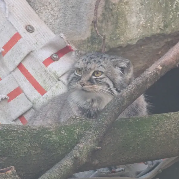 A photograph of Meera in Columbus Zoo and Aquarium