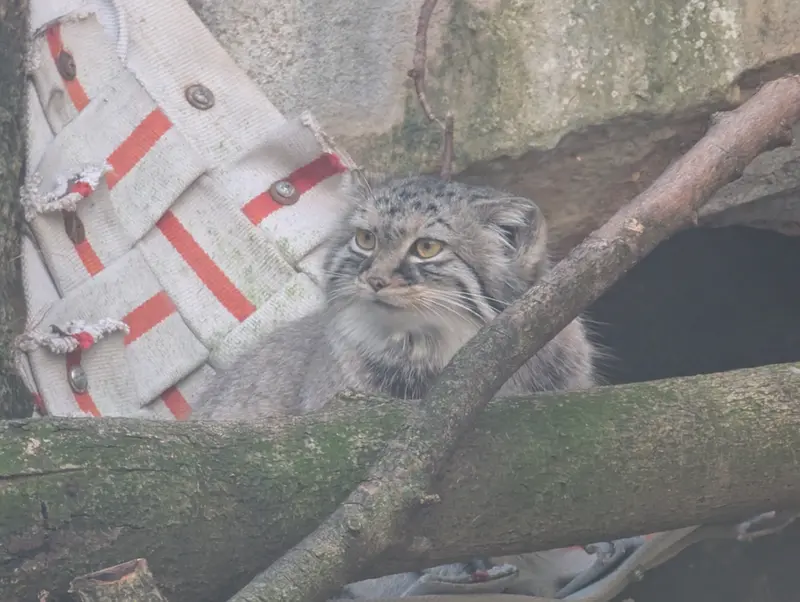 A photograph of Meera in Columbus Zoo and Aquarium
