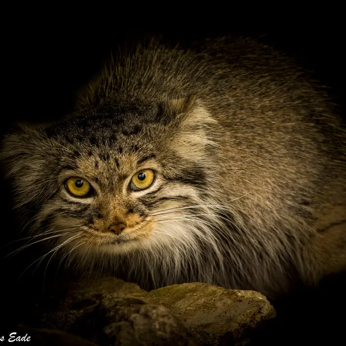 A photograph of Qara in The Big Cat Sanctuary