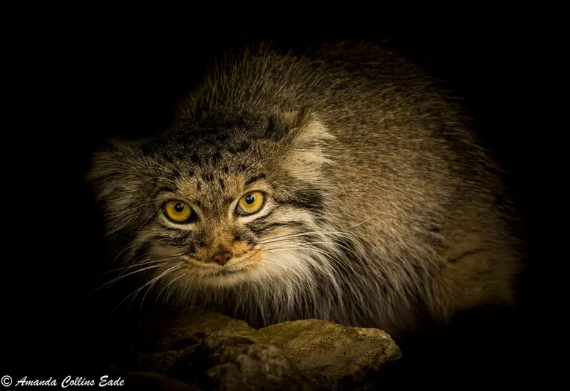A photograph of Qara in The Big Cat Sanctuary