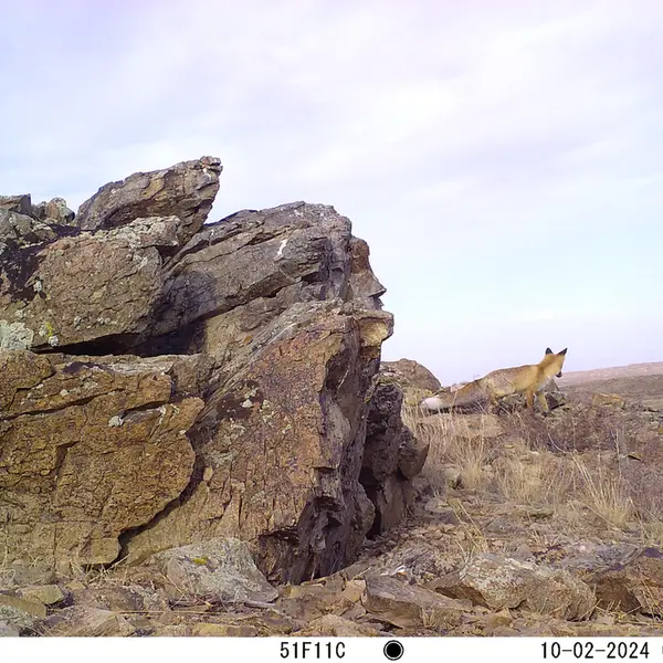 A photograph of Red fox from Karashoky camera trap