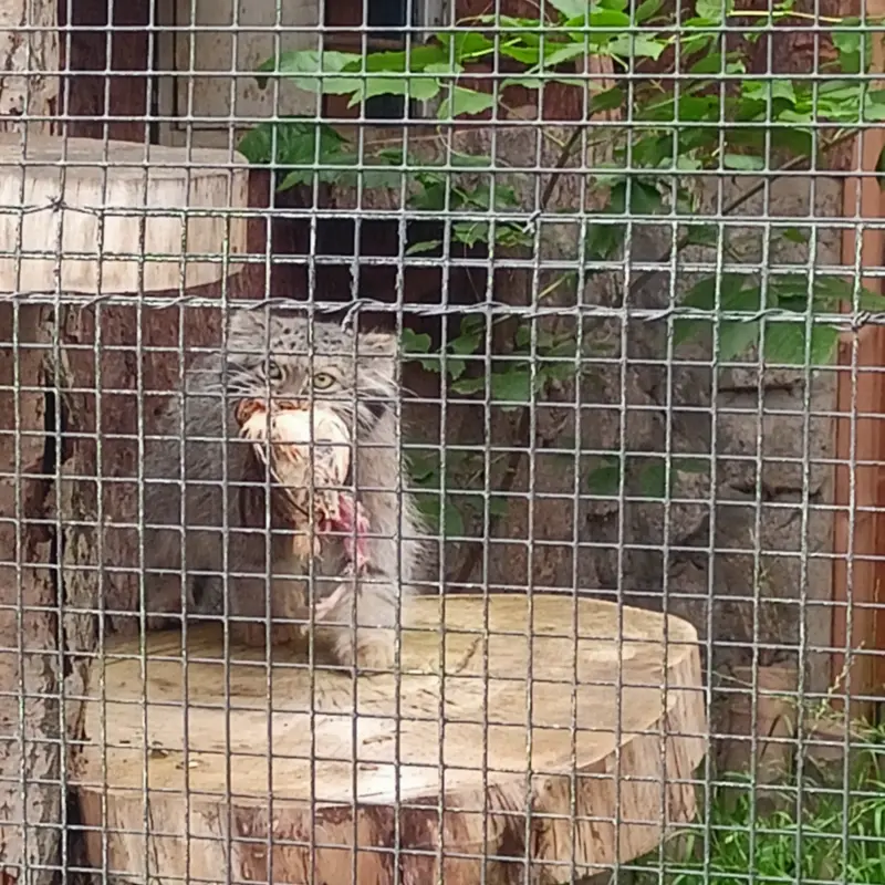 A photograph of Shu in Leningrad zoo