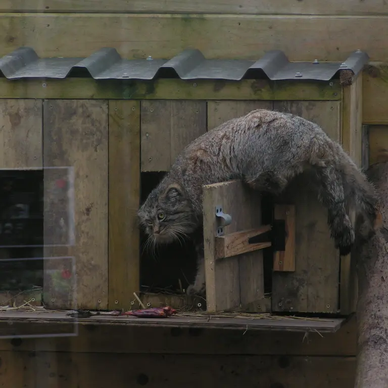 A photograph of Altai in The Lakeland Wildlife Oasis
