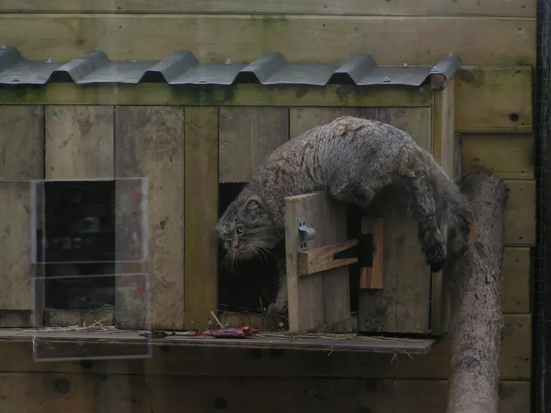 A photograph of Altai in The Lakeland Wildlife Oasis