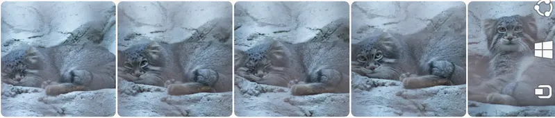 A photograph of a Pallas's cat