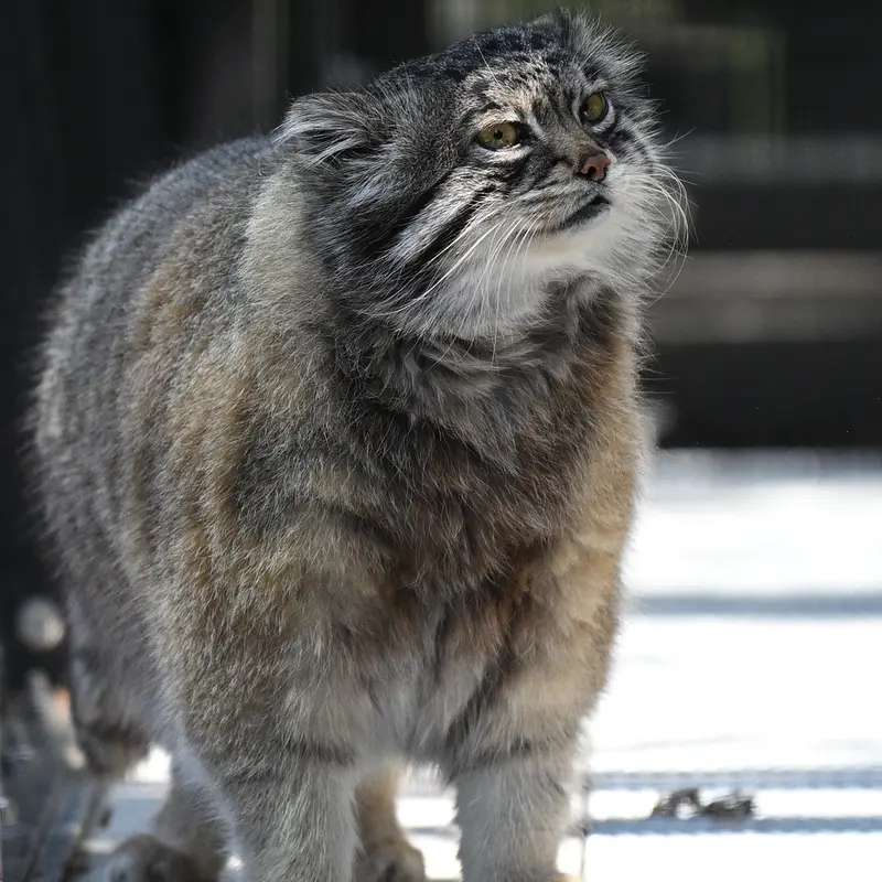 A photograph of Grusha in Asahiyama Zoo