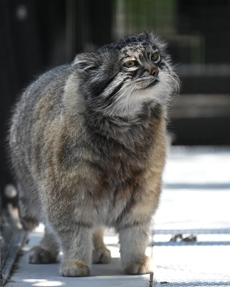 A photograph of Grusha in Asahiyama Zoo