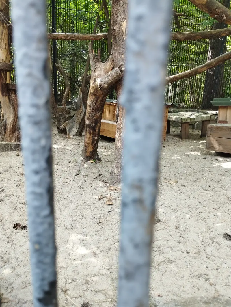 A photograph of a Pallas's cat in Novosibirsk Zoo