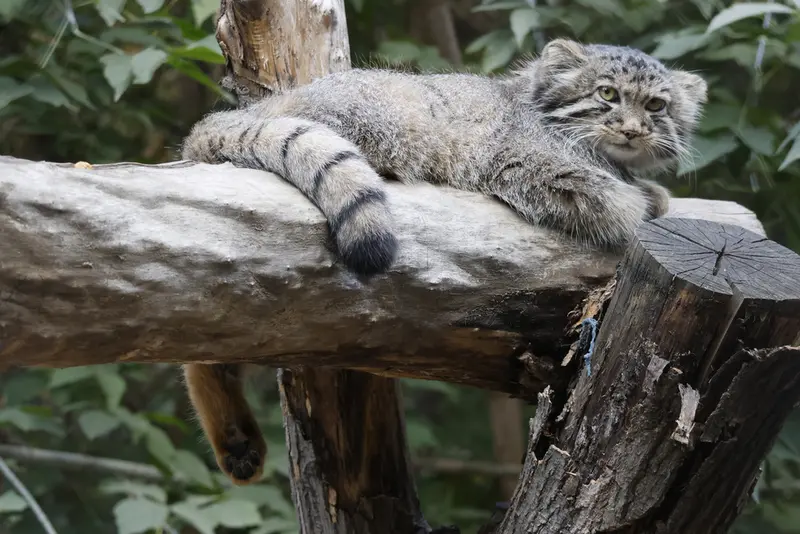 A photograph of a Pallas's cat in Novosibirsk Zoo