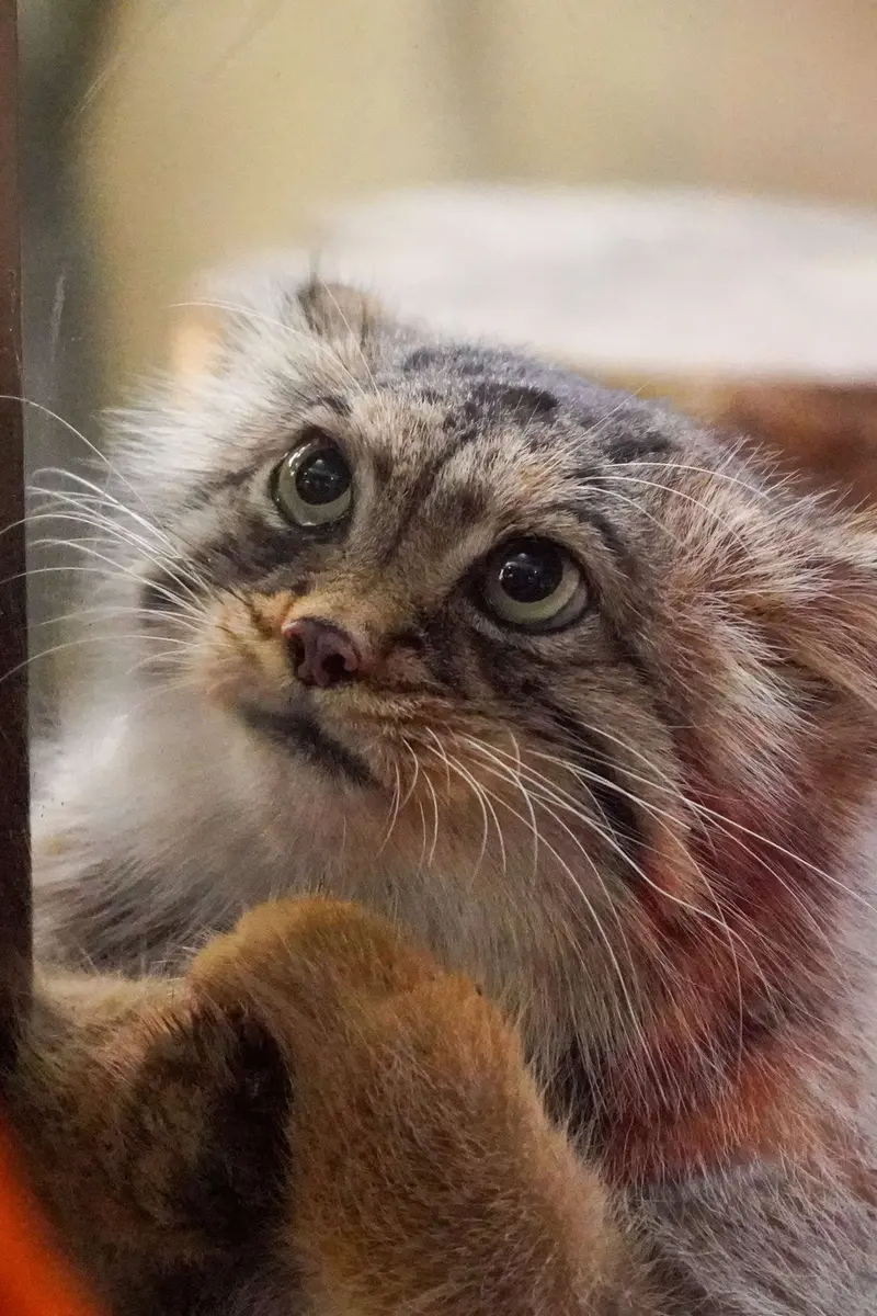 A photograph of a Pallas's cat