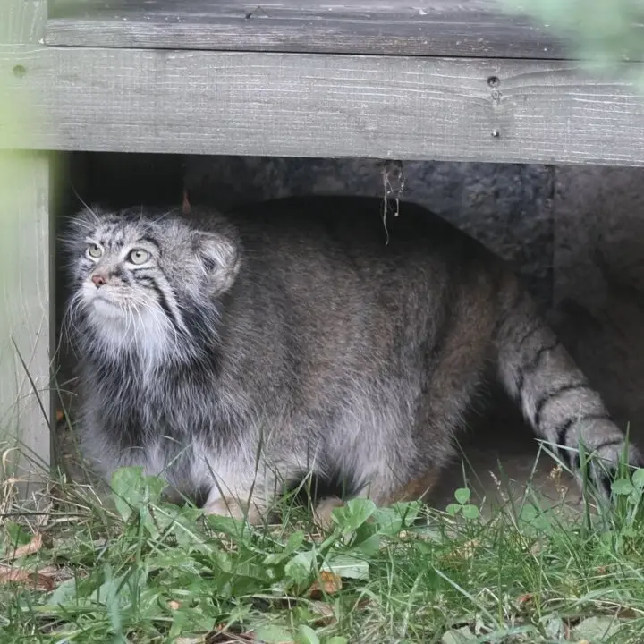 A photograph of a Pallas's cat in Moscow zoo