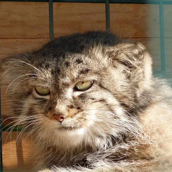 A photograph of Pepe in Barnaul zoo “Lesnaya skazka”