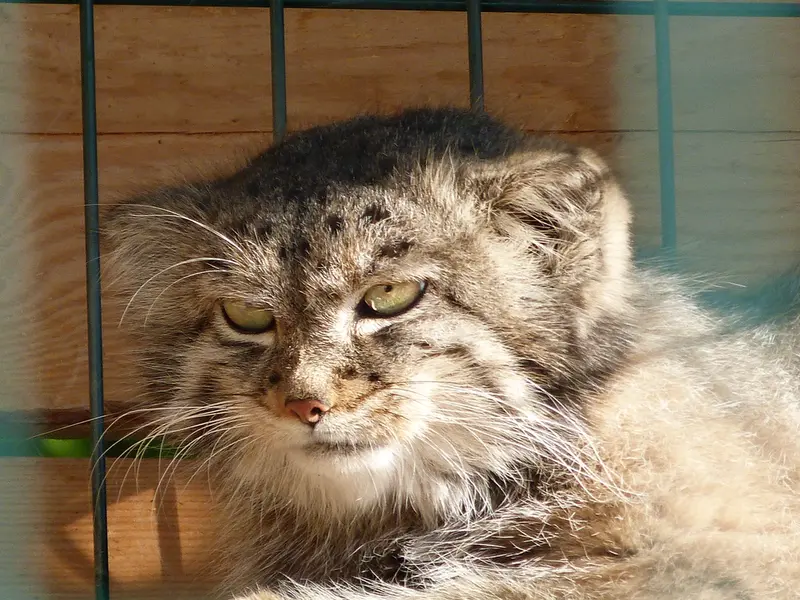 A photograph of Pepe in Barnaul zoo “Lesnaya skazka”