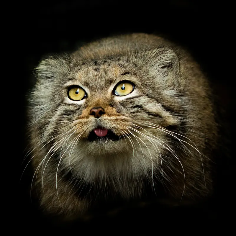 A photograph of Qara in The Big Cat Sanctuary