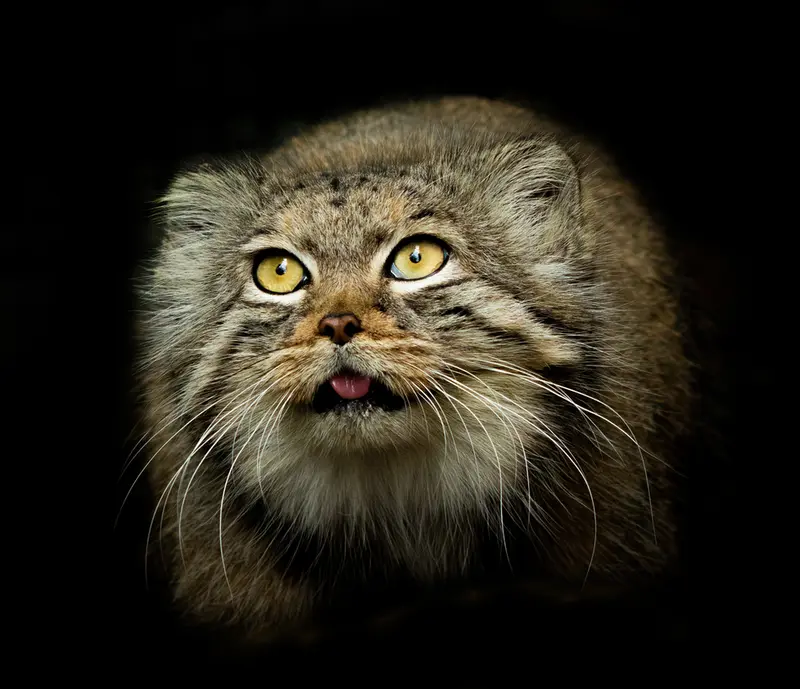 A photograph of Qara in The Big Cat Sanctuary