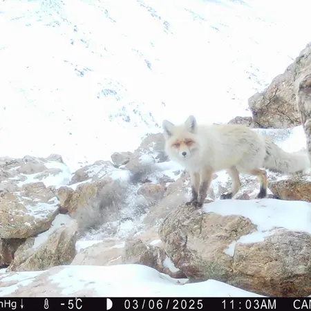 A photograph of Red fox from Zhundy 2 camera trap