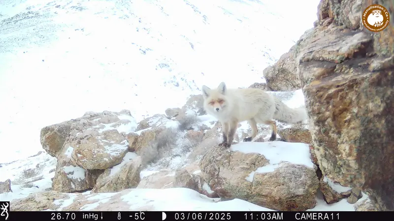 A photograph of Red fox from Zhundy 2 camera trap