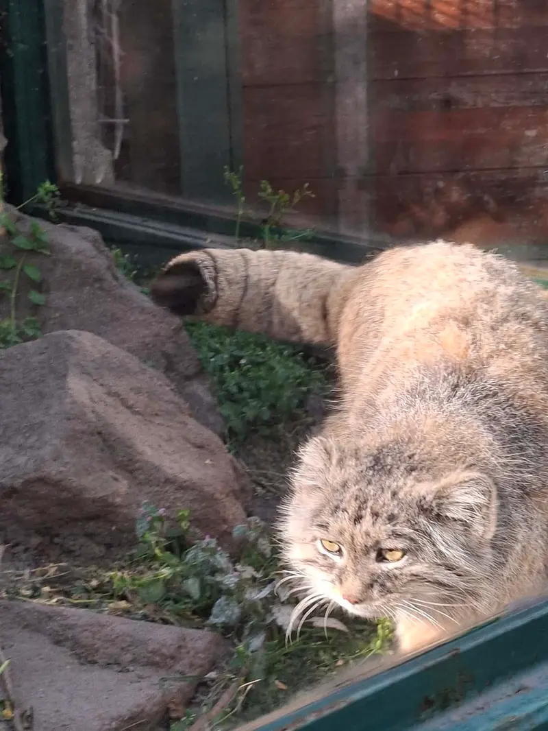 A photograph of Bohus in Budapest Zoo & Botanical Garden