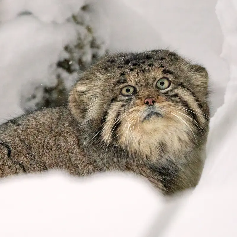 A photograph of Innokenty in Center for the reproduction of rare species of animals