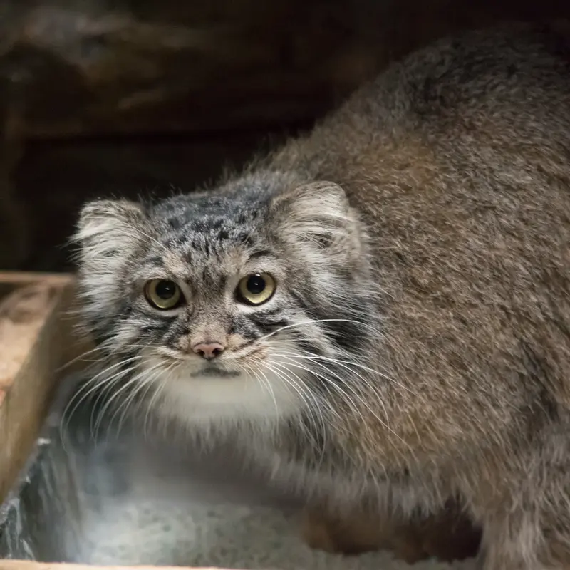 A photograph of Shafran in Ueno Zoological Gardens