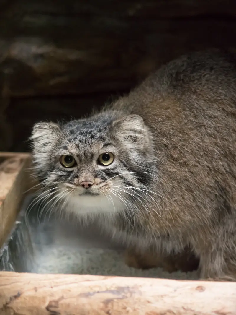 A photograph of Shafran in Ueno Zoological Gardens