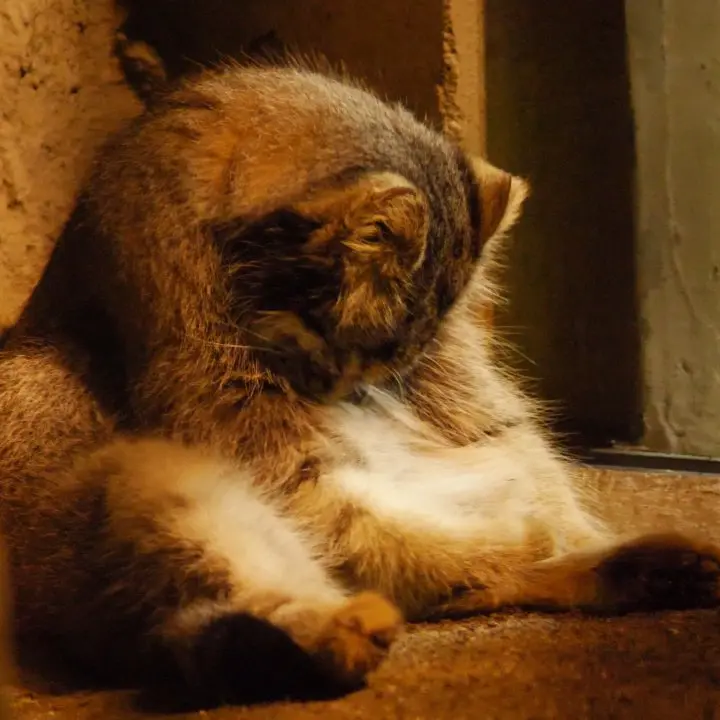 A photograph of a Pallas's cat in Nogeyama Zoo