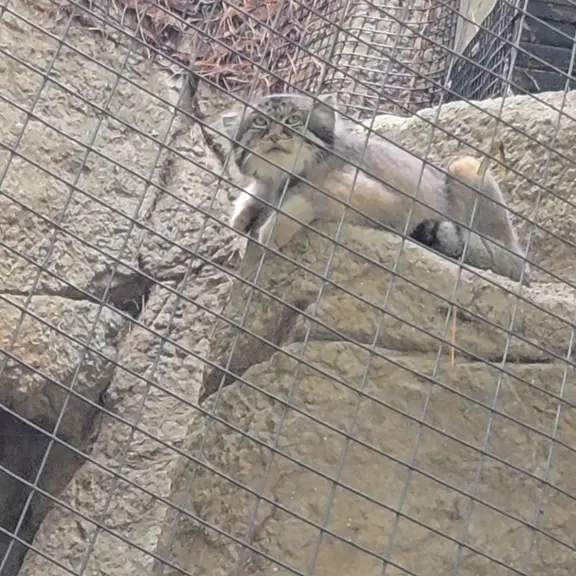 A photograph of a Pallas's cat in Cincinnati Zoo