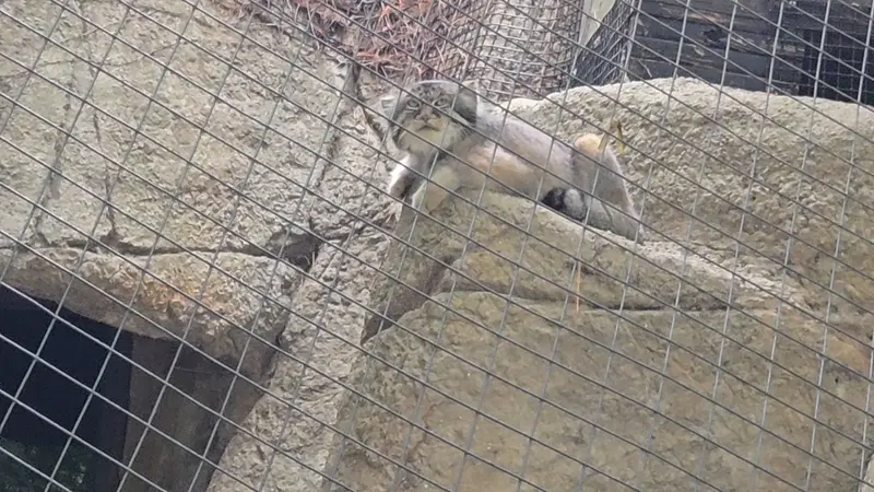 A photograph of a Pallas's cat in Cincinnati Zoo