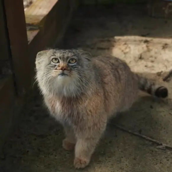 A photograph of Aysen in Košice Zoo