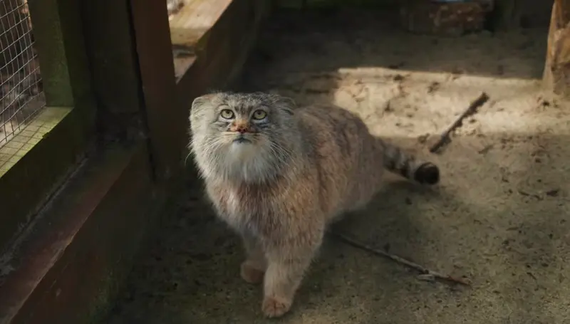 A photograph of Aysen in Košice Zoo