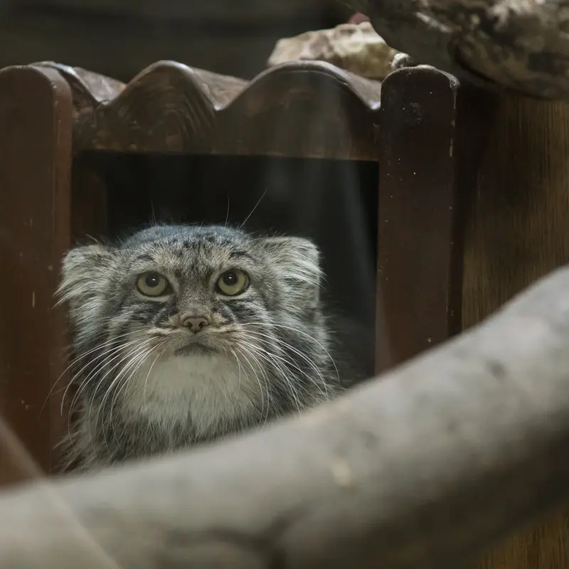 A photograph of Shafran in Ueno Zoological Gardens