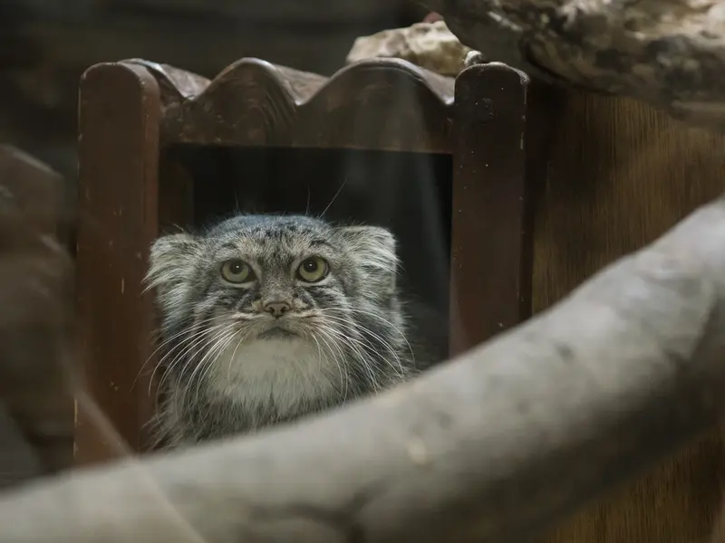 A photograph of Shafran in Ueno Zoological Gardens